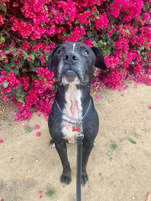 photo of dog in cast or recovering from injury